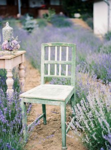 fields of lavender